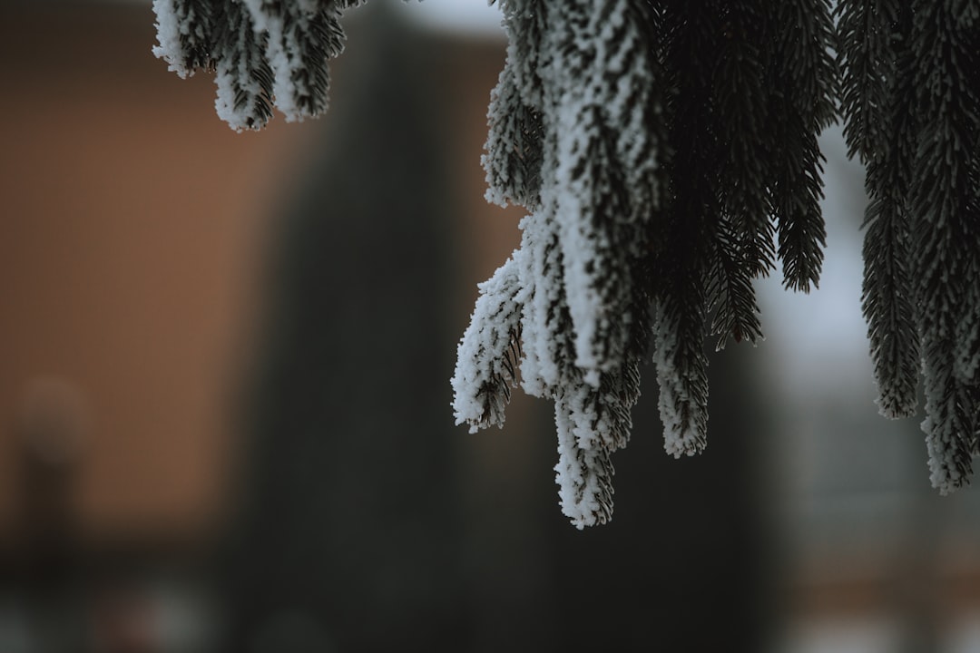 Photo winterjas