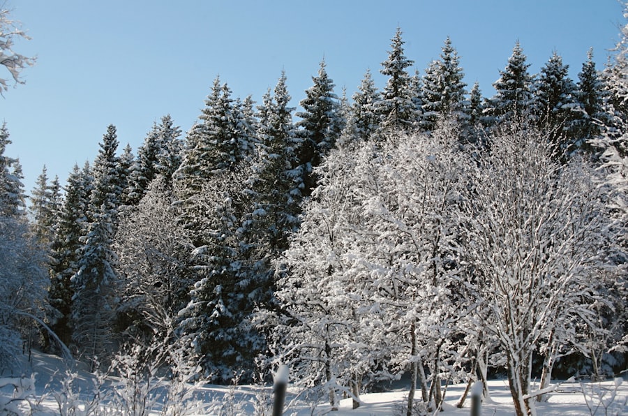 Photo winterjas
